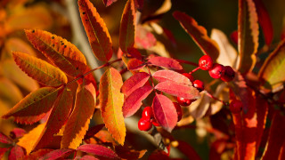 Tree red leaves berries green - red berry free wallpaper