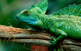 Green lizard branch grass forest - a green lizard free wallpaper