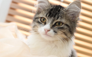 Cat blinds window closeup photorealistic - a window free wallpaper for desktop