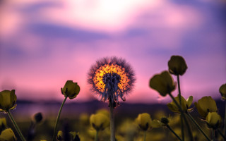 Dandelion purple sky clouds sunset - a purple sky in the background free wallpaper for desktop