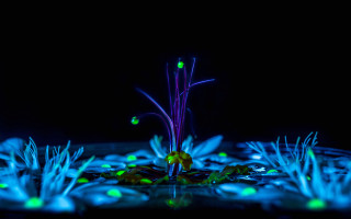 Glowing plants bioluminescence dark night - bioluminescence free wallpaper