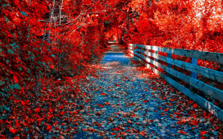 Autumn fence red leaves forest - vibrant colour free wallpaper