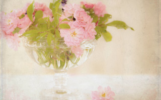 Pink flowers vase butterfly still - soft focus free wallpaper for desktop