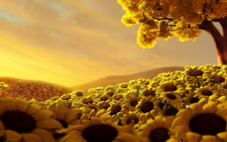 Sunflower field autumn sunset blurry - a yellow sky free wallpaper