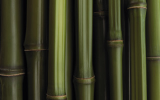Bamboo closeup ecological art behance - cao zhibai free wallpaper
