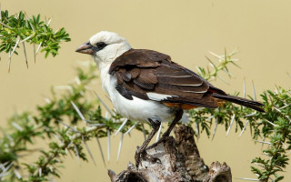 Bird branch green leaves brown - brown free wallpaper