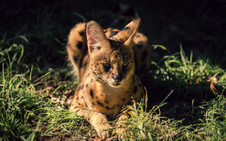 Cat sitting in grass blurry - its eye free wallpaper