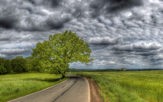 Stormy tree road field cloudy - a lone tree free wallpaper