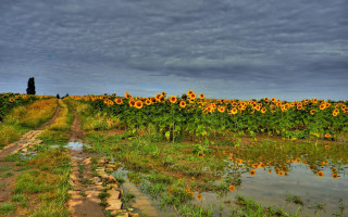 Sunflower field cloudy sky river - a dark sky in the background free wallpaper for desktop