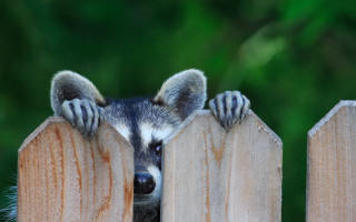 Raccoon peeking fence paws furry - darrell riche free wallpaper for desktop