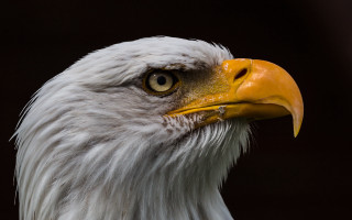 Bald eagle yellow beak macro - bald free wallpaper