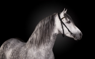 Gray horse white horse full - free textures wallpaper