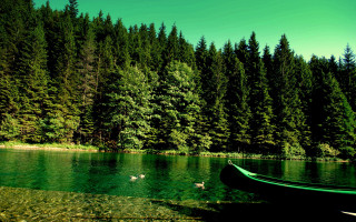 Green canoe lake forest ducks - a canoe free wallpaper