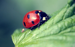 Ladybug greenleaf whitedots macro blurry - white dot free wallpaper