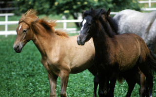 Horses green field white fence - a group of horses free wallpaper
