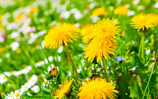 Yellow flower field blurry background 3 - a green grass field free wallpaper