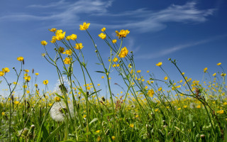 Yellow flowers field clouds dandelion - yellow flower free wallpaper for desktop