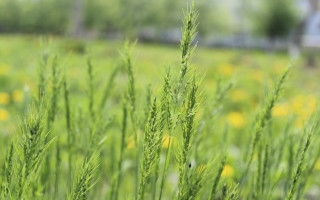 Green grass yellow flowers house - green grass free wallpaper