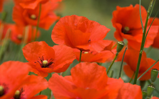 Red flower blurry background autumn - red flower free wallpaper