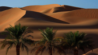 Desert palm trees sand dunes 2 - eric deschamps free wallpaper
