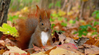 Squirrel nut leaves autumn woods - a nut free wallpaper