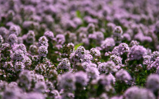 Purple flower field blooming petals - the middle of it free wallpaper