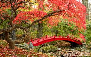 Red bridge pond autumn foliage - red leaf free wallpaper