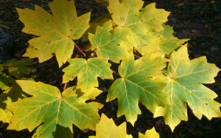 Yellow leaves autumn sunlight woods - a group free wallpaper