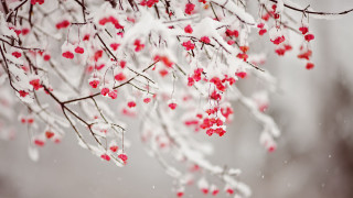 Snowy branch red berries flower - red berry free wallpaper