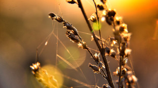 Plant water droplets yellow backlighting - a close up of a plant free wallpaper