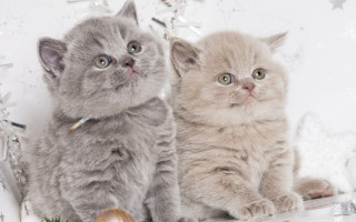 Kittens shelf christmas decorations rococo - annabel kidston free wallpaper