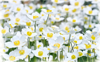 White flower field bokeh daisy - yellow center free wallpaper