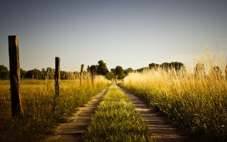Dirt road tall grass fence 2 - tall grass and trees free wallpaper