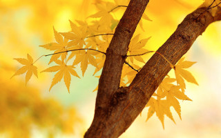 Tree yellow leaves autumn blurry 2 - choi buk free wallpaper