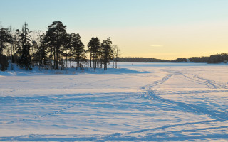 Snowy field forest trail winter - a line of trees free wallpaper