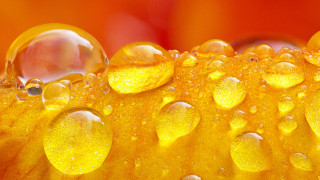 Yellow flower water droplets macro 16 - a yellow flower free wallpaper