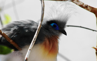 Blue eyed bird black head - tail free wallpaper