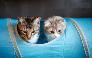 Cats bluebag animals focus reflection - free cats wallpaper