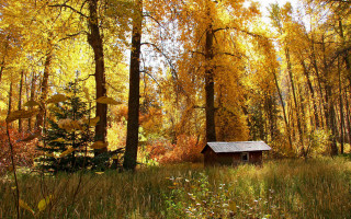 Cabin woods autumn leaves sunset - a few yellow leaf free wallpaper