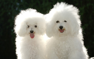 White poodles tongues out rococo - their head free wallpaper