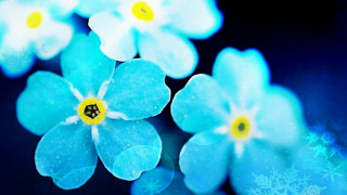 Blue flowers snowflakes starry sky - gradient light blue free wallpaper