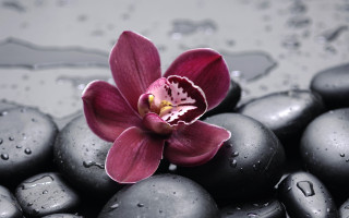 Flower black rocks pink white - the petal free wallpaper
