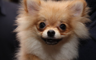 Small brown faced dog sitting - brown eye free wallpaper