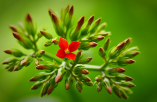 Red flower blooming green stem 2 - a red flower free wallpaper