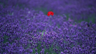 Red flower lavender spring purple - a purple sky in the background free wallpaper