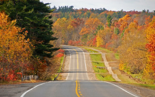 Autumn road trees falling leaves - fall free wallpaper