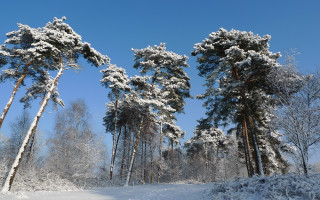 Snow covered forest blue sky 2 - forest free wallpaper for desktop