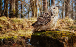 Owl rock forest mossy background - a owl free wallpaper