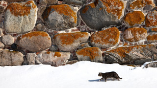 Cat walking snow rock wall - a black bird free wallpaper