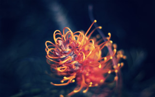 Flower fire breathing wings macro - pincushion len free wallpaper